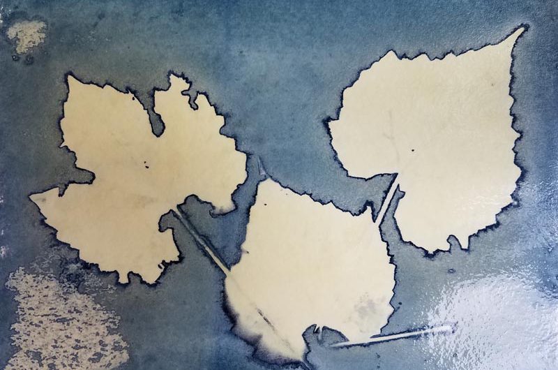 Autumn Leaves Cyanotype