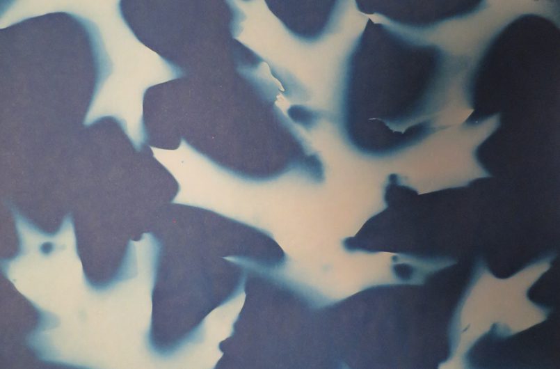 Autumn Oak Leaves Cyanotype