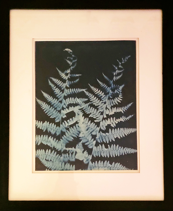 Two Ferns on Blue Cyanotype